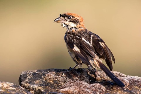 Woodchat Shrike (Lanius senator) male, Castile-Leon, Spain