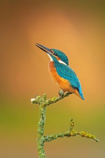 Common Kingfisher (Alcedo atthis) perched on a branch, Saxony-Anhalt, Germany