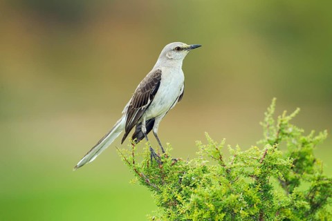 Northern Mockingbird Mimus polyglottos Tucson, Pinal County, Arizona, United States 6 June Adult