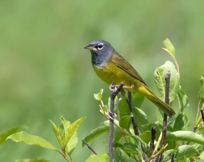 A MacGillivray's Warbler, Geothlypis tolmiei, perched in the Cypress Hills, Saskatchewan, Canada