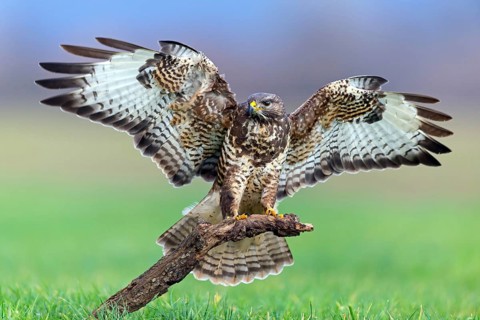 Buzzard, (Buteo buteo), animals, bird, bird of prey, buzzard, hawk family, Beindersheim, Bad