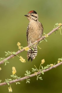 Ladder-backed Woodpecker (Dryobates scalaris), Arizona, USA