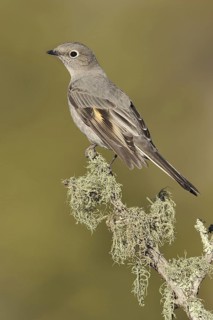Townsend's Solitaire (Myadestes townsendi), New Mexico, USA