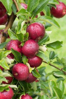 Apple (Malus domestica 'Gaia'), Cambridge Botanical Garden, Germany