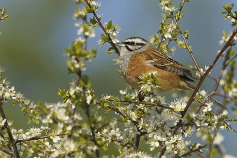 Rock Bunting (Emberiza cia), Rhineland-Palatinate, Germany