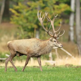 Red deer (Cervus elaphus) during the rutting season, capital stag in a forest clearing, wildlife,