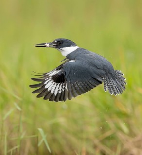 Belted Kingfisher (Megaceryle alcyon) male flying with fish prey in its beak, Florida, USA