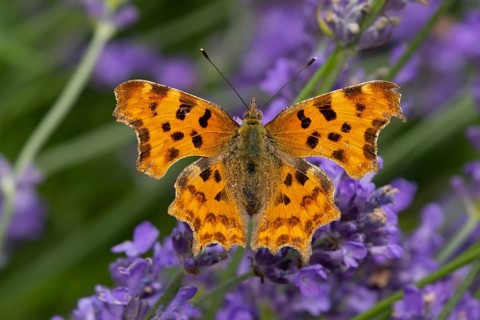 Comma butterfly (Polygonia c-album) adult insect feeding on a garden blue English lavender flowers