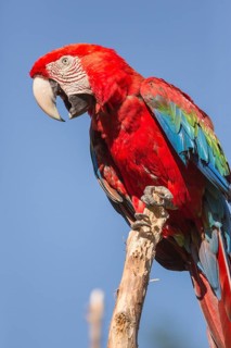 One scarlet macaw (Ara macao) sitting on a branch with a blue sky in the background. Bright
