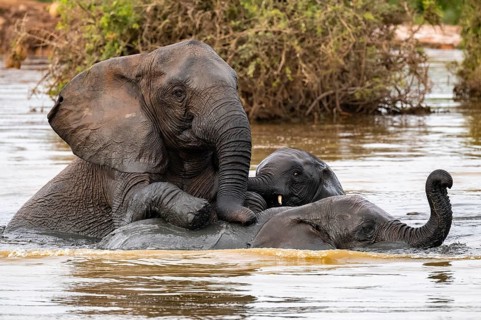 African elephant (Loxodonta africana) swimming and bathing in the water, Addo Elephant National