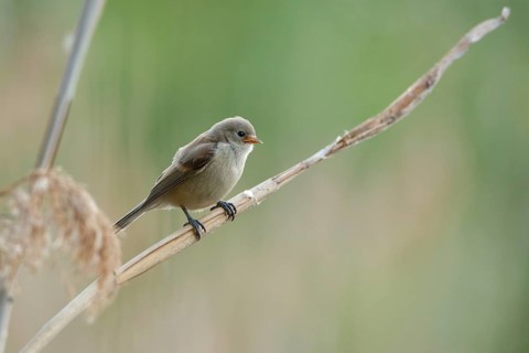 Eurasian Penduline Tit (Remiz pendulinus) juvenile, one week after leaving the nest, Saxony-Anhalt,