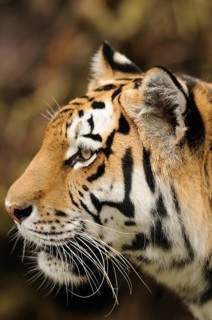 Close-up of a tiger in profile view in a natural environment, Siberian tiger (Panthera tigris