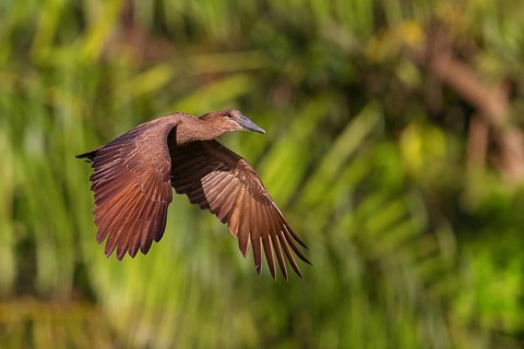 Hammerhead, Hammerhead, Hamerkop, (Scopus umbretta), Animals, Birds, Shadowbird, Lamin rice fields,