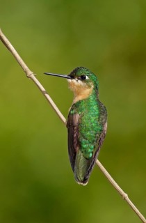 Brazilian Ruby (Clytolaema rubricauda) female perched on a twig, Rio de Janeiro, Brazil