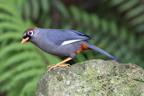 Chestnut-capped Laughingthrush (Garrulax mitratus), Malaysia