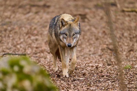 A wolf paces attentively along a forest path, Wolf (Canis Lupus), Germany