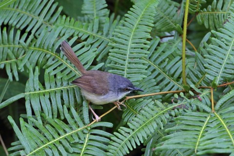 Rufescent Prinia (Prinia rufescens), Malaysia