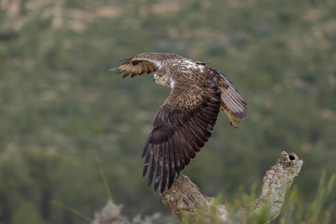 Bonelli's eagle (Aquila fasciata), in flight, province of Valencia, Spain