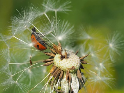 Common dandelion and seven-spot ladybird (Taraxacum officinale)