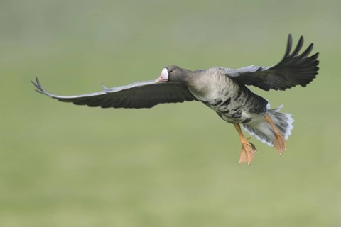 Greater White-fronted Goose (Anser albifrons), North Rhine-Westphalia, Germany