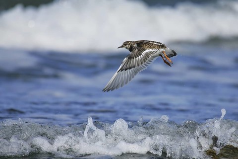 Ruddy Turnstone (Arenaria interpres) juvenile flying, Mecklenburg-Western Pomerania, Germany
