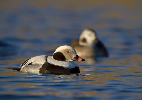 Long-tailed Duck (Clangula hyemalis) male, Ohio, USA