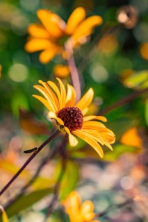 Yellow flower in sunlight in a garden, reminiscent of spring fever, Nagold, Black Forest, Germany