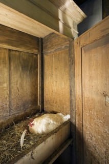 Chicken nesting in wardrobe