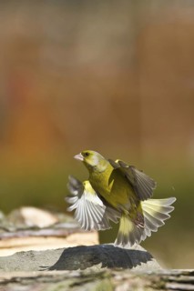 European Greenfinch (Chloris chloris), Schleswig-Holstein, Germany