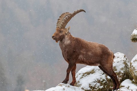 A male ibex (Capra ibex) stands on a rock in the snowstorm. A forest can be seen dimly in the