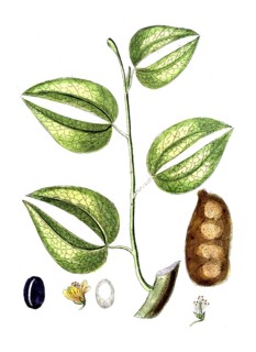 Hymencea courbaril, a tree in the legume family of the carob subfamily, digital reproduction of a