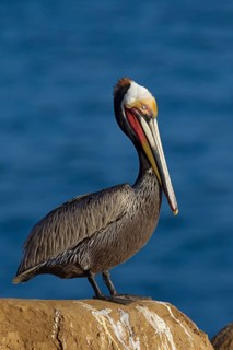 Brown Pelican (Pelecanus occidentalis), California, USA
