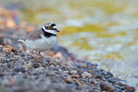 Little Ringed Plover (Charadrius dubius), Saxony-Anhalt, Germany