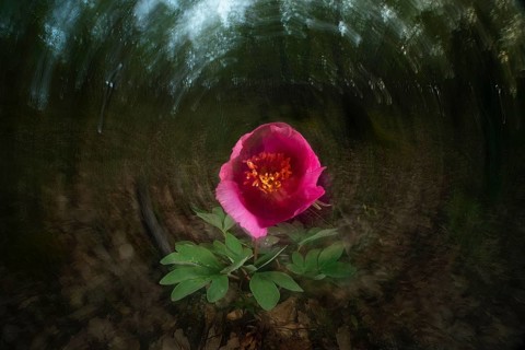 A striking mountain rose in full bloom set against a blurred forest background captures the essence