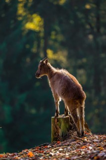 A female Himalayan tahr (Hemitragus jemlahicus) stands backlit on a tree stump at a forest edge. In