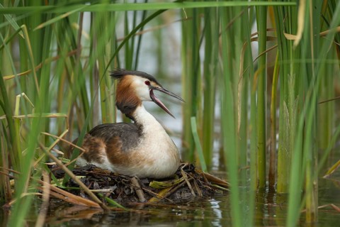 Great crested grebe (Podiceps cristatus) adult bird sitting on a nest on a lake in summer, England,