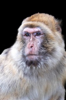 Barbary macaque (Macaca sylvanus), captive, portrait, black background, Schönbrunn Zoo, Vienna,