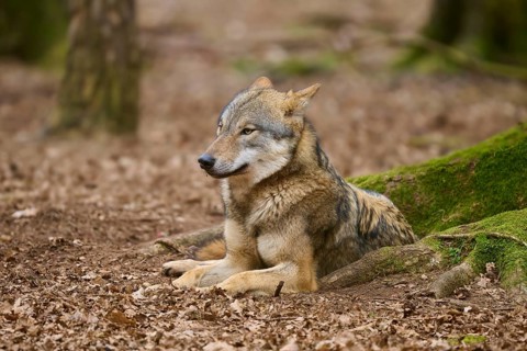 A wolf resting in the forest, surrounded by foliage and trees, Wolf (Canis Lupus), Germany