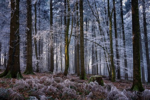 Wintery forest with hoarfrost on Königstuhl mountain, Rhein-Neckar district, Baden-Württemberg,