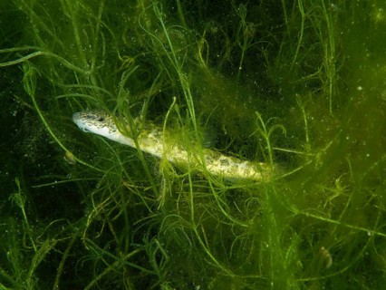 A common loach (Barbatula barbatula) is covered in dense green algae. Dive site Wildsau, Berlingen,