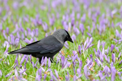 Jackdaw (Corvus monedula) among crocuses (Crocus napolitanus) in Husum Castle Park,