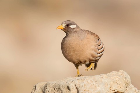 Sand Partridge (Ammoperdix heyi) male, Eilat, Israel