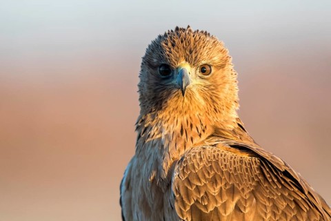 Bonelli's Eagle (Aquila fasciata) juvenile, Castile-La Mancha, Spain