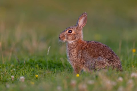 In the warm light of the evening sun, a wild rabbit (Oryctolagus cuniculus) searches for food in a