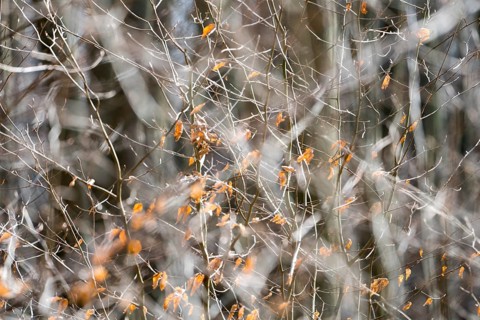 Details, Primeval forest Urwald Sababurg, Hofgeismar, Weser Uplands, Weserbergland, Hesse, Germany