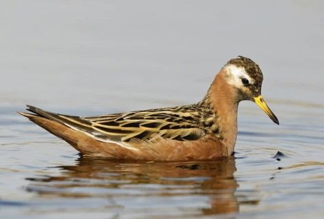 Red Phalarope (Phalaropus fulicarius), Alaska, USA