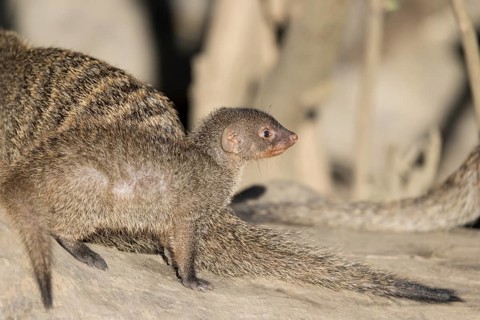 A young zebra mongoose (Mungos mungo) sits on a fallen tree trunk in the soft morning light