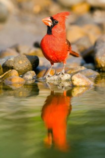 Northern Cardinal Cardinalis cardinalis Rio Grande City, Starr County, Texas, United States 27