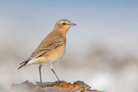 Steinschmätzer, Oenanthe oenanthe Northern Wheatear, Oenanthe oenanthe