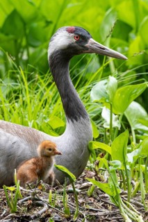 Crane (gurs grus) in nest with chicks, Feldberger Seenlandschaft, Mecklenburg-Vorpommern, Germany
